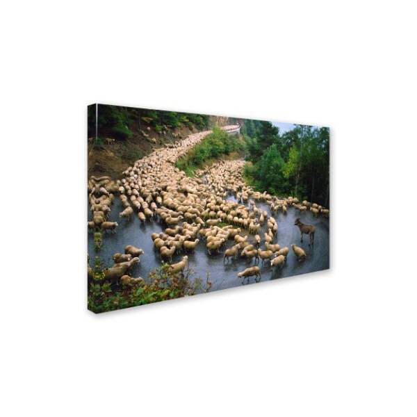 Robert Harding Picture Library 'Sheep 1' Canvas Art,30x47